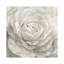 Petal Perfect by Nan - Wrapped Canvas Print-1414196486