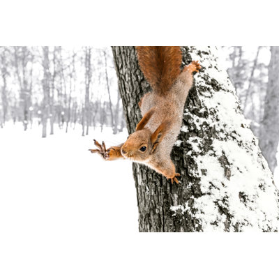 Cute Squirrel Sitting On Tree Trunk In Winter Forest by Mr_Twister - Wrapped Canvas Print