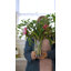 Barre Vase-127602881