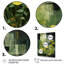 Plants Green Reverie Patchwork II - Floral Canvas Art Print-91325654-91325659