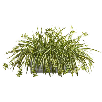 35" spider ivy plante en pot