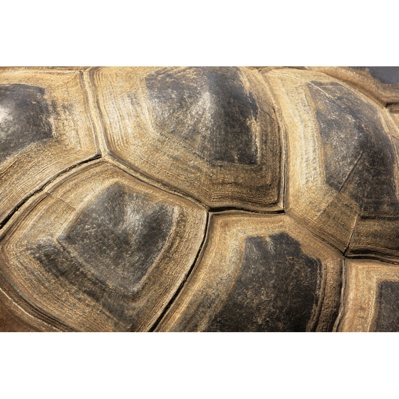 Tortoiseshell Turtle Exoskeleton by ChuckSchugPhotography - No Frame Art Prints on Canvas, 61cm H x 91cm W