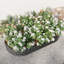 Lit de jardin surélevé ovale en métal, noir, 89,25 po x 45,17 po x 11,68 po, pour plantes et légumes, structure solide, lit à fleurs facile à planter - corrosion, assemblage simple-739081416-739081422