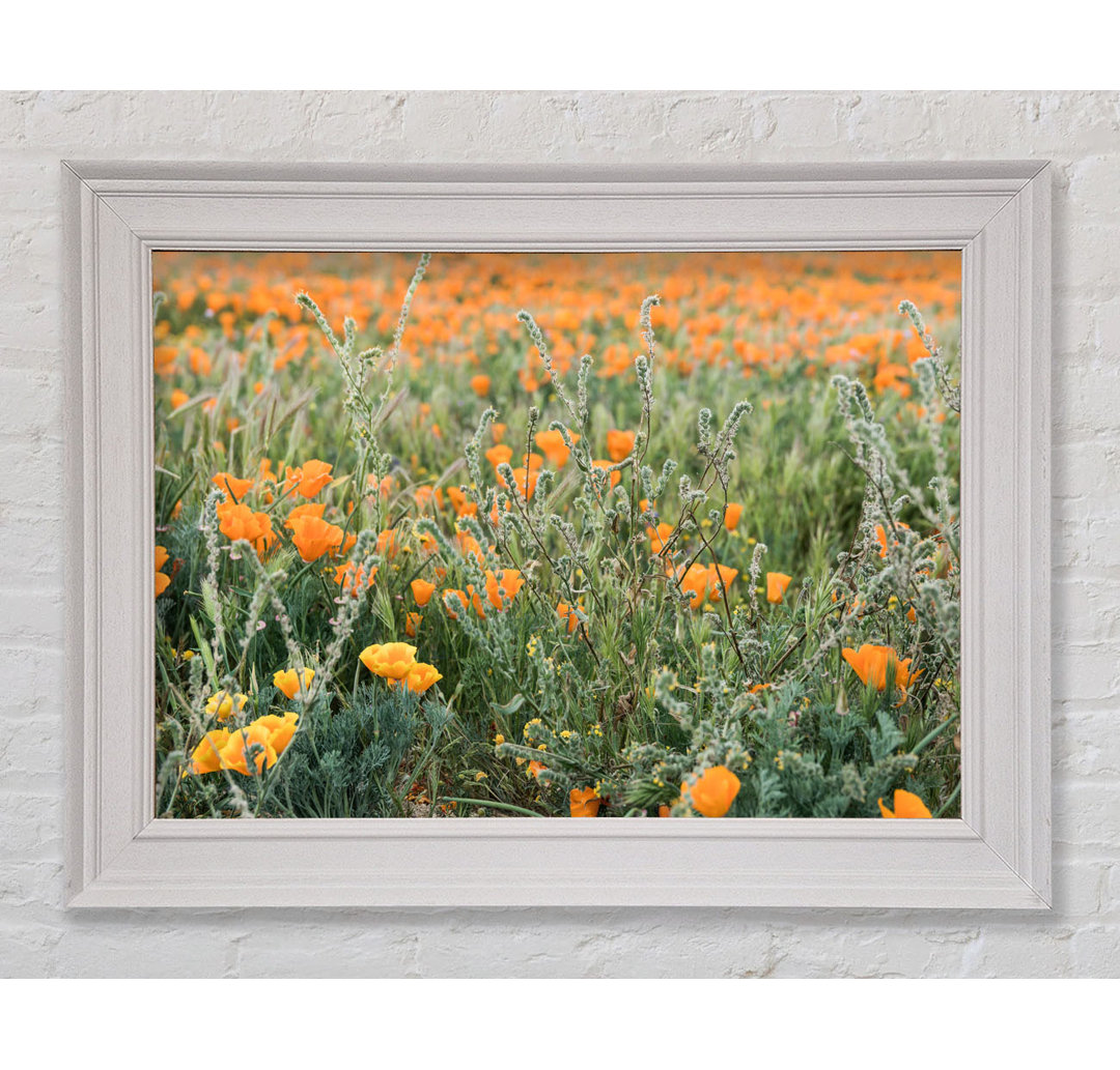 Gerahmter Kunstdruck Orange Flowers In The Spring Field