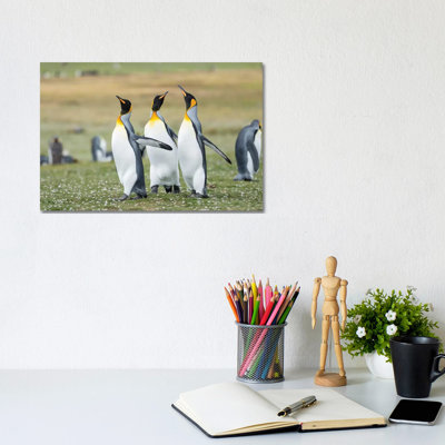 Courtship Display. King Penguin On Falkland Islands. 1 Piece Wrapped Canvas Wall Art
