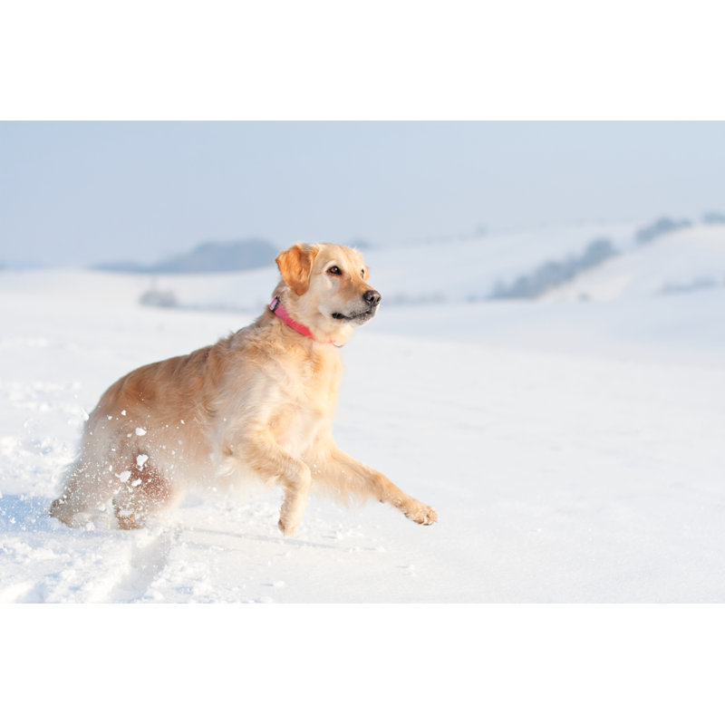 Golden Retriever ludique par Pk-Photos, H 12 po x l 18 po