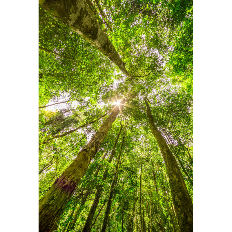 Forêt avec lumière du soleil - reproduction sur toile tendue, H 48 po x l 32 po x P 1 po