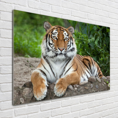 Siberian tiger 1 Piece Wall Art on Glass