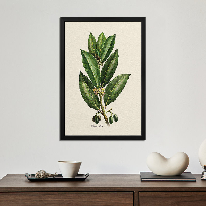 «Botany Laurus Nilis» - reproduction d'art murale - affiche de galerie, H 32 po x l 24 po