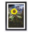 Sunflower - Picture Frame Painting Print-55613594-55613597