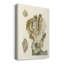 Antique Coral IV - impression sur toile tendue-2069900791