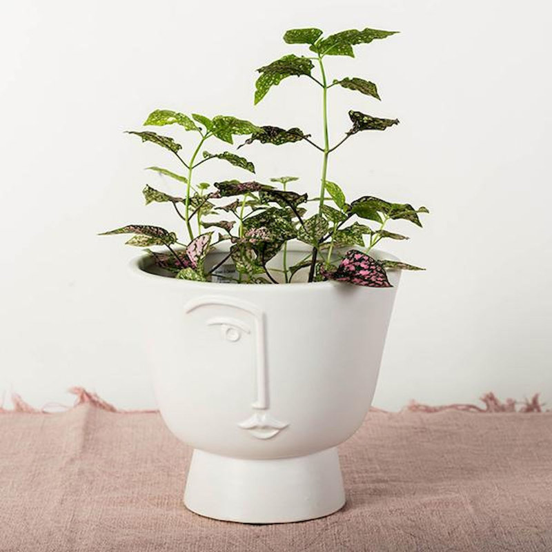 Edieth Cachepot, 6" H x 6.75" W x 6.75" D