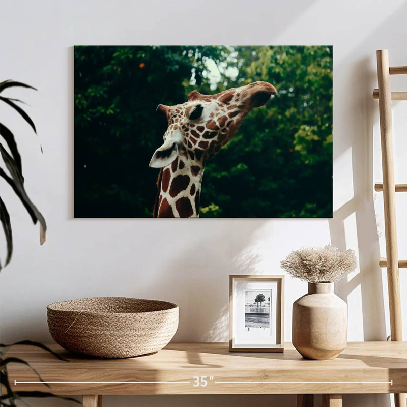 Gros plan d'une tête de girafe Brampt, H 16 po x l 24 po
