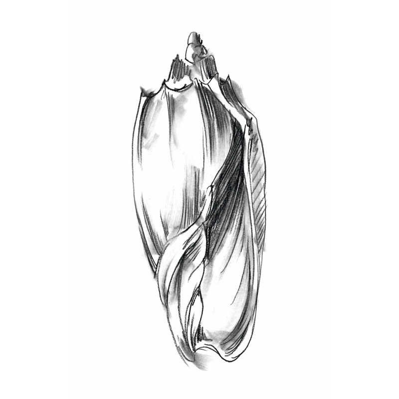 Shell Sketch II by Ethan Harper - Wrapped Canvas Print, 76cm H x 51cm W
