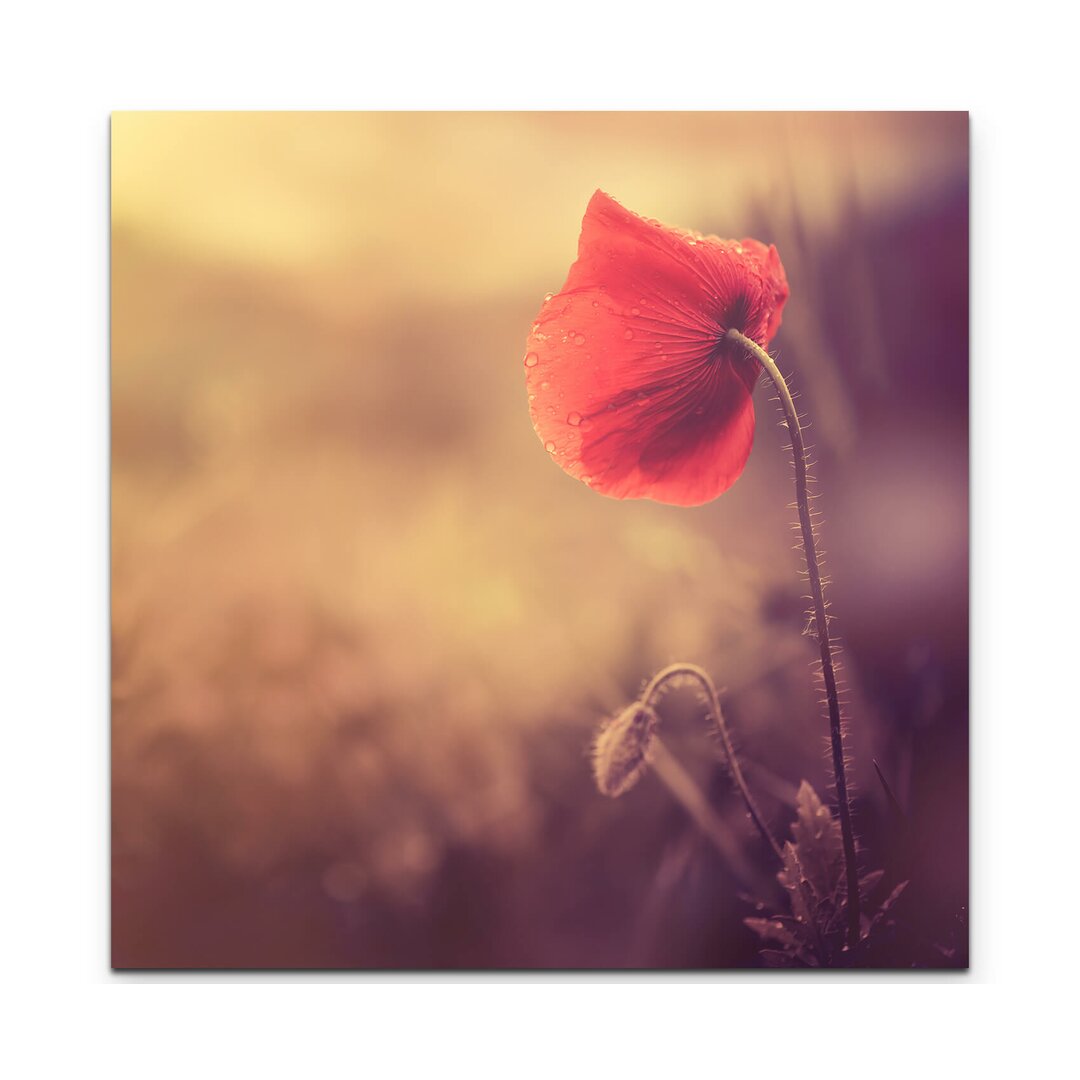 Leinwandbild Mohnblume im Sonnenlicht