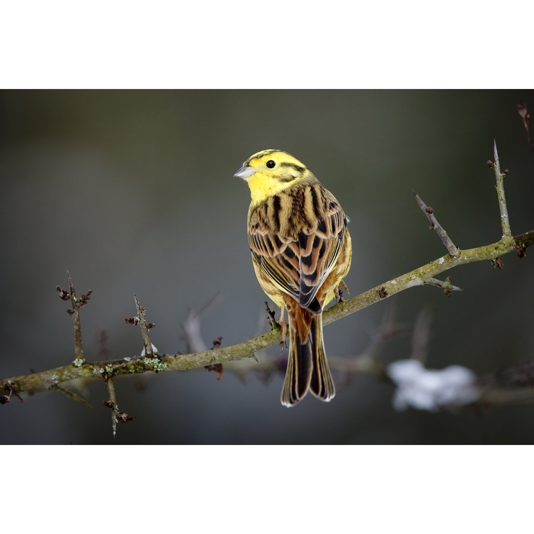 Yellowhammer von Andrew_Howe - Druck ohne Rahmen auf Leinwand