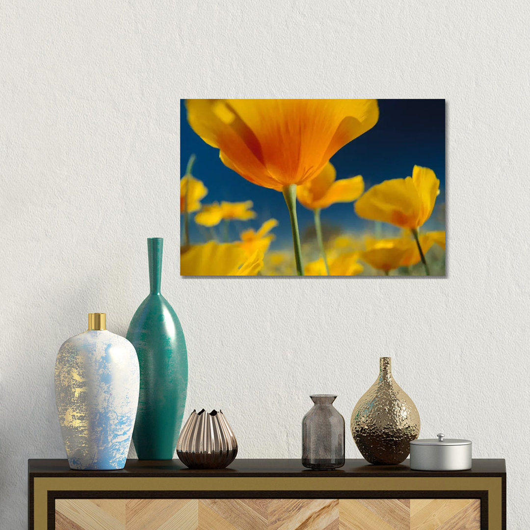 Mexikanischer Goldmohn, New Mexico von Tim Fitzharris - Galerieverpackte Leinwand ohne Rahmen Giclée auf Leinwand