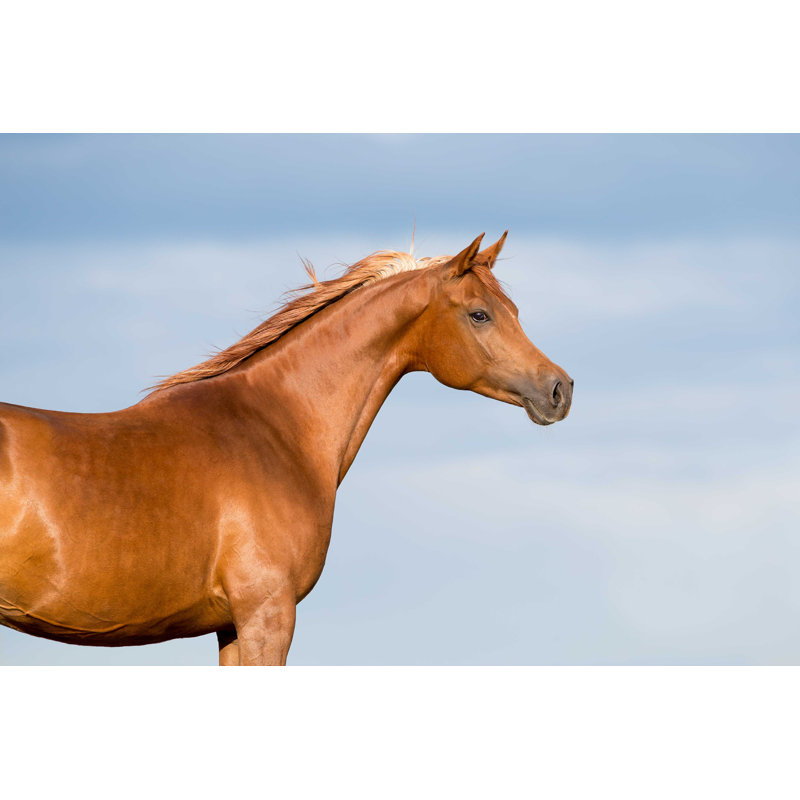 Chestnut Horse Head - Photographie sur toile tendue, H 32 po x l 48 po