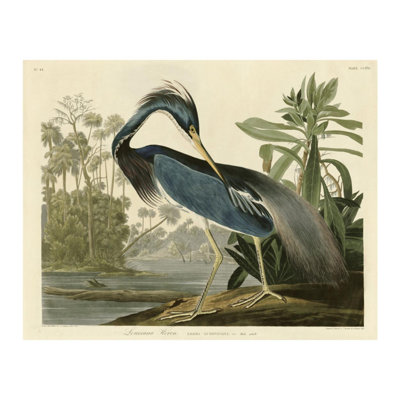 «Louisiana Heron» par John James Audubon - estampe numérique