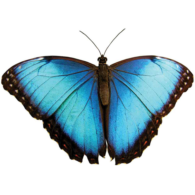 Adhésif décoratif papillon I, H 34 po x l 48 po