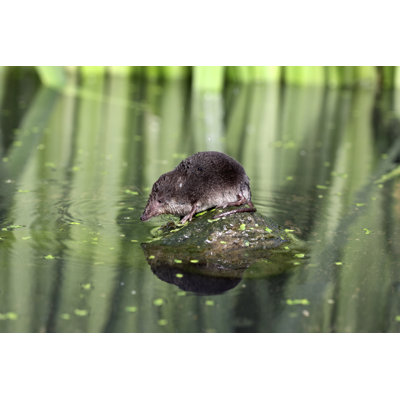 Legary Water Shrew - Wrapped Canvas Print