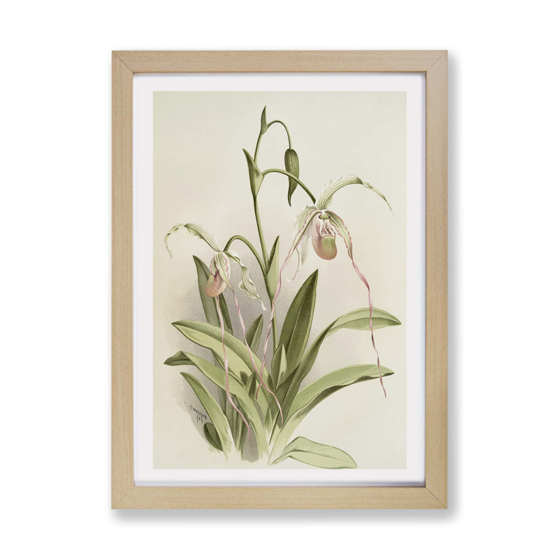 Magnolia Flowers Illustration Tab. 16 By Frederick Sander - Framed Print, Oak, 62cm H x 87cm W x 2cm D