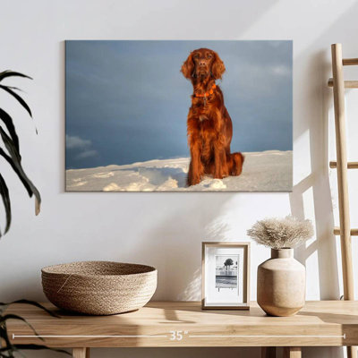Irish Setter On Snow