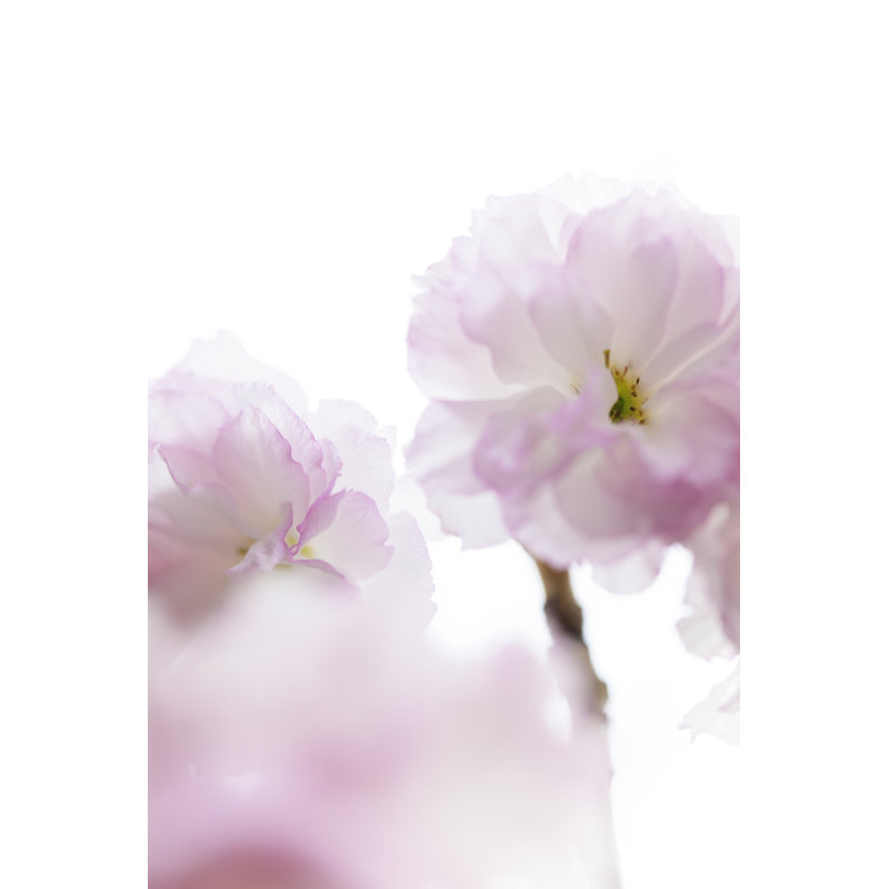 Cherry Blossom by XH4D - No Frame Art Prints on Canvas, 122cm H x 81cm W