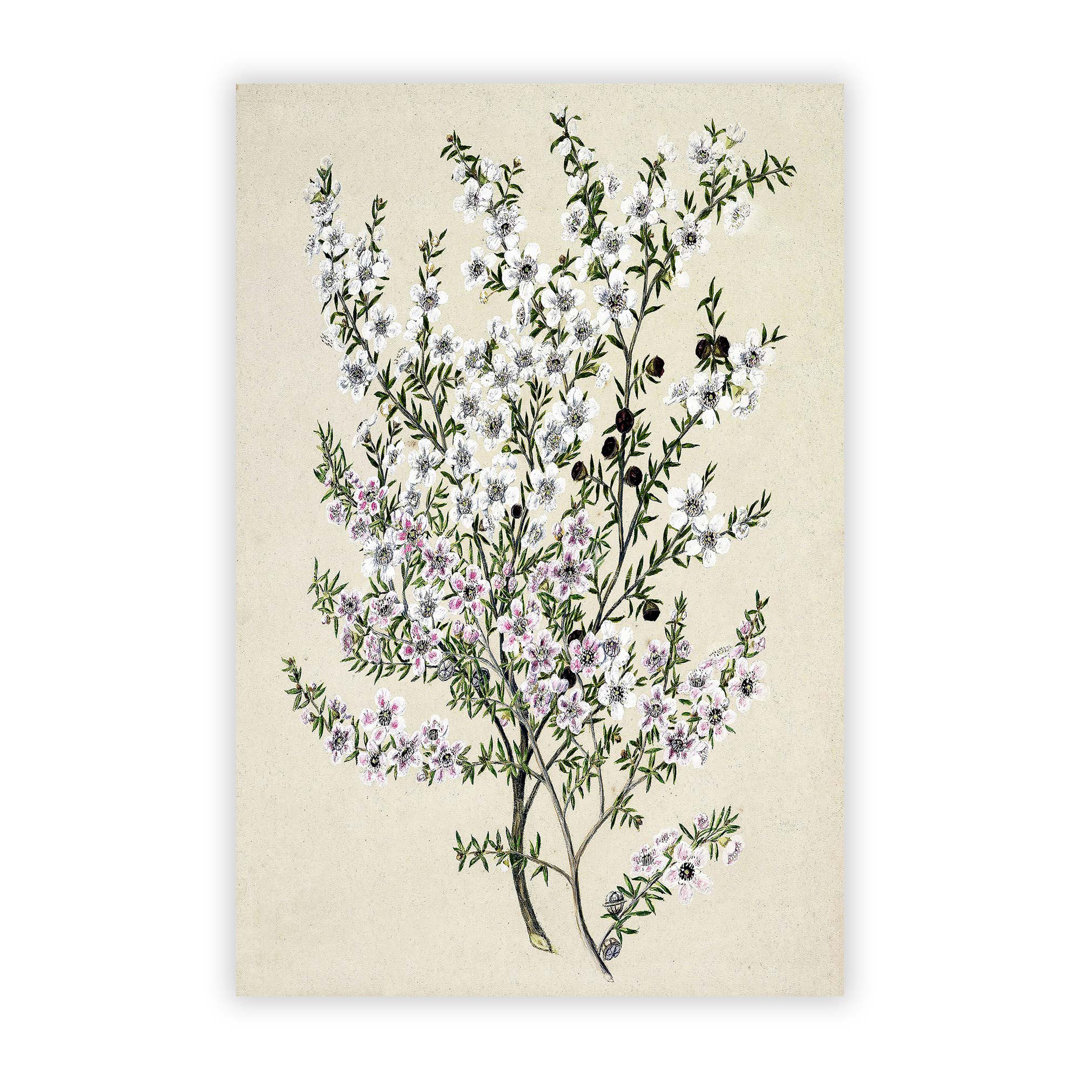 Manuka Flowers Flowers by Sarah Featon - Frameless Print