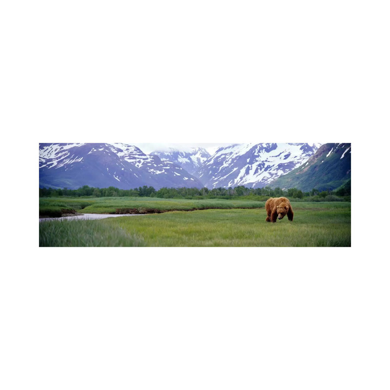 Grizzly Bear (Ursus Arctos Horribilis) Grazing In A Field, Kukak Bay - Wrapped Canvas Panoramic Print