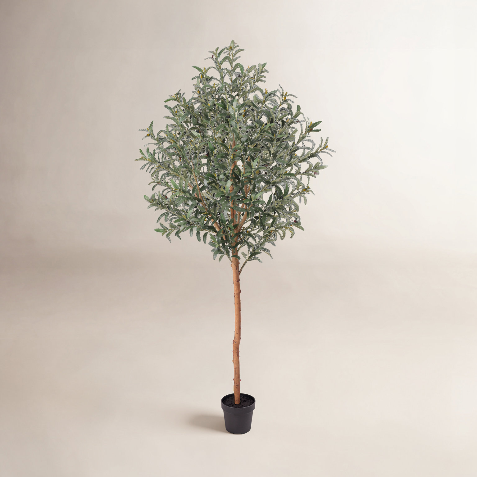 Ashwell Olive Plant in Pot, 72" H x 32" W