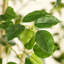 Ficus artificiel de 8 pi dans un pot à fleurs blanc crème, faux banian Real-Touch multi-troncs-1541086537