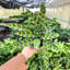Live Rattlesnake Calathea Plant-72624807-72624808