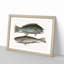 Puddingwife & Whiting Fish by Mark Catesby - Framed Print-55768070-55768074