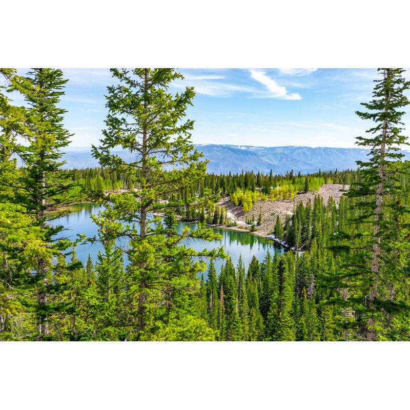 «Pine Tree Forest» par Krblokhin - photographie sur toile tendue, L 48 po x H 32 po