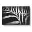 The Stripes of the Zebra - Wrapped Canvas-56639974