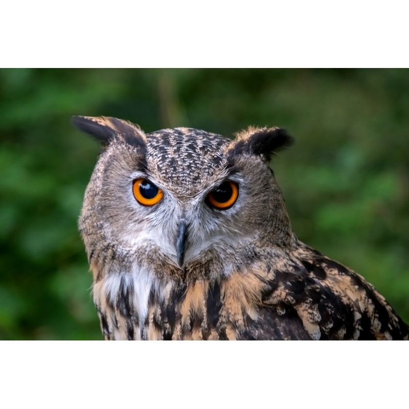 Close Up Of Eagle Owl - Wrapped Canvas Art Prints, 51cm H x 76cm W x 3.8cm D