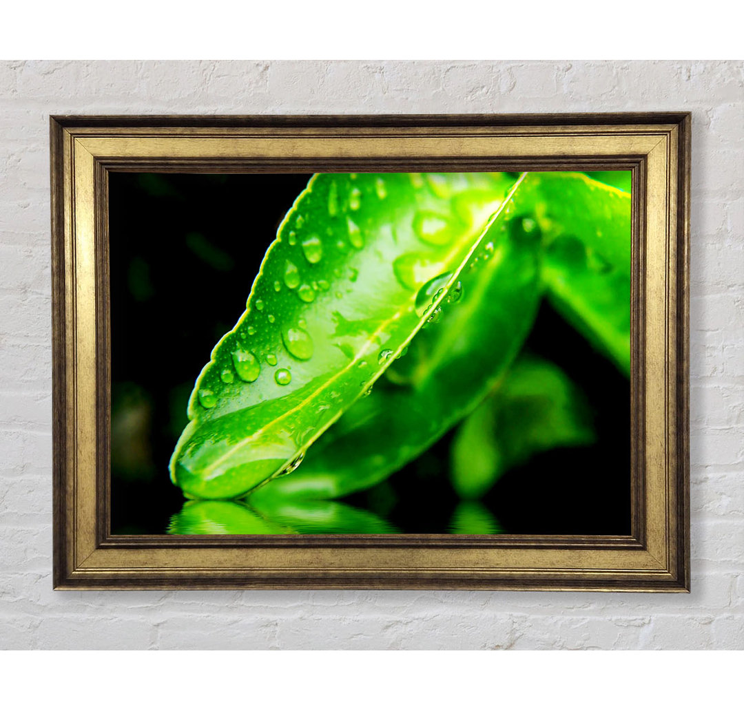 Green Leaf Reflection - Einzelner Bilderrahmen Kunstdrucke