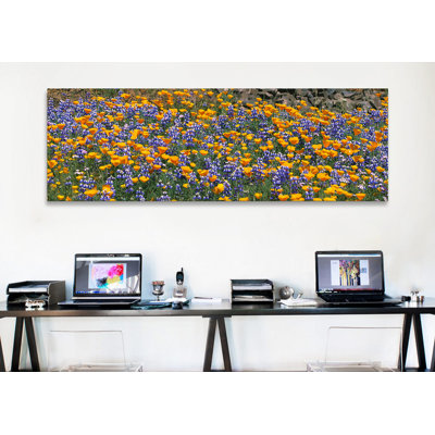 " California Golden Poppies (Eschscholzia Californica) And Bush Lupines (Lupinus Albifrons), Table Mountain, California, USA " by Panoramic Images