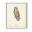Reproduction encadrée Scops Earl Owl - bois massif-1279032216-1279032209