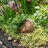 Kameera Pot Planter-1342208165