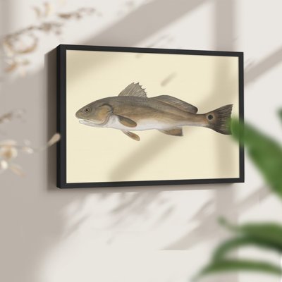 «Saltwater Species III», reproduction encadrée
