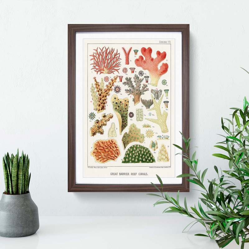 Great Barrier Reef Corals VII by W. Saville-Kent - Picture Frame Painting Print, 65cm H x 48cm W x 2cm D, Walnut Framed