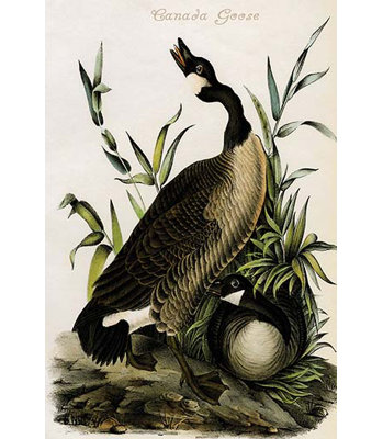 " Canada Goose " by James Audubon