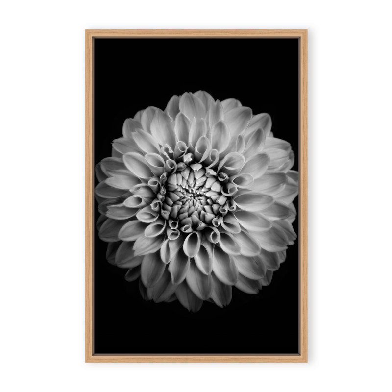 Nature Inspired Marigold by  - Picture Frame Photograph on Paper, 24" H x 16" W x 1.125" D, Black, Framed Matted Print