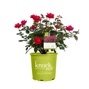 1 Gal. Red Double Knock Out Rose