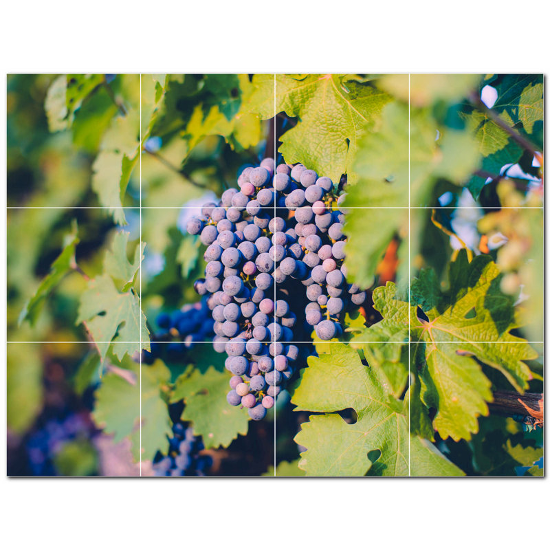 Vin Photo 12 x 12