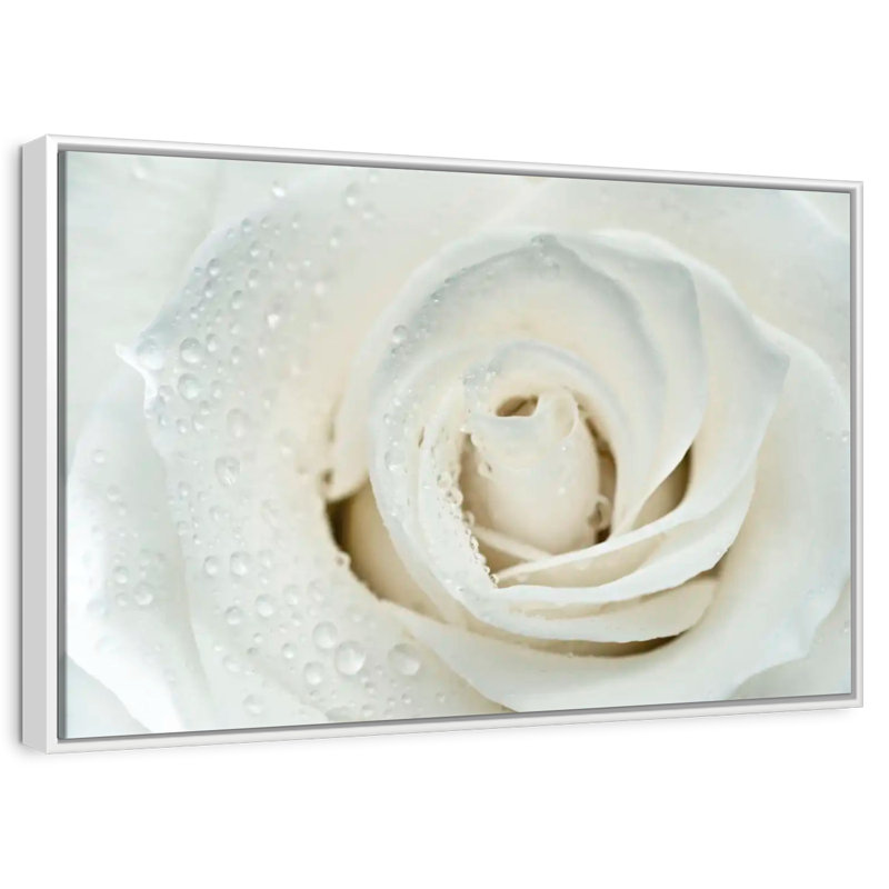 White Rose Close Up, Floating Frame White, 43" X 29"