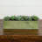 Succulent Garden with Textured Concrete Planter