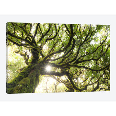 «Forest Star» par Stefan Hefele - reproduction de photo sur toile tendue
